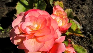 Begonia bulwiasta zakwitnie błyskawicznie. Czas na ważny zabieg