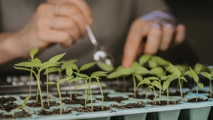 Zamiast wyrzucać, lepiej użyj do sadzonek. Urosną zdrowo i dużo szybciej