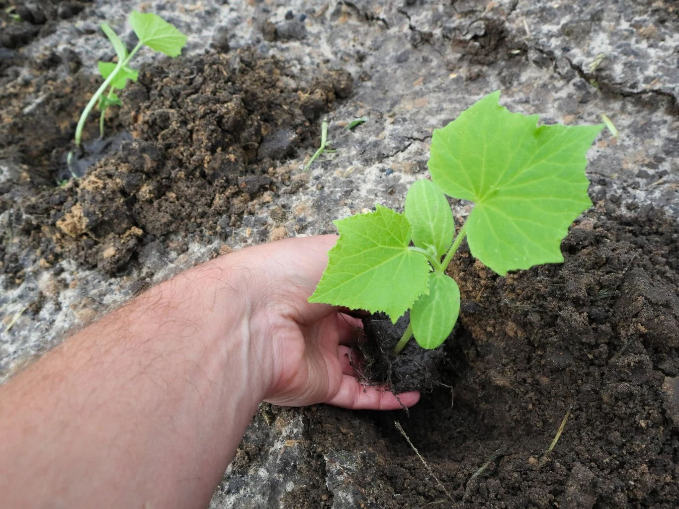 Sadzenie ogórka gruntowego.