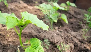 Ogórki gruntowe odporne na choroby. Ogrodnicy mają listę faworytów 