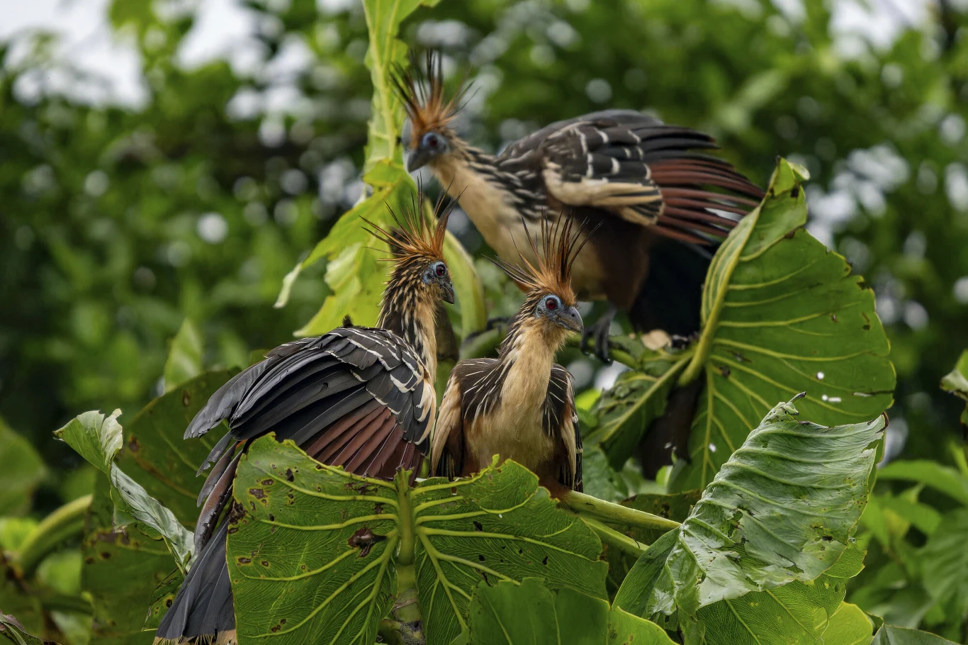 Trzy egzotyczne ptaki z efektownymi czubami na głowach siedzą wśród dużych zielonych liści, otoczone bujną roślinnością dżungli.