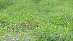 Ta roślina pokryje ogród gęstymi kępkami kolorowych kwiatów.