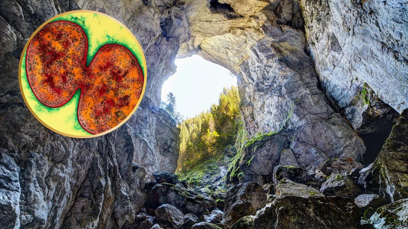 Bakteria Psychrobacter SC65A.3 z epoki lodowcowej została odkryta w rumuńskiej jasklini Jaskinia o wysokich ścianach skalnych z widocznym dużym otworem przez który widać niebo i drzewa, w lewym górnym rogu okrągłe zdjęcie przedstawiające proces podziału komórkowego w jasnych, energetycznych kolorach.