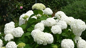 Hortensja Annabelle będzie miała ogromne kwiaty. Angielski trik