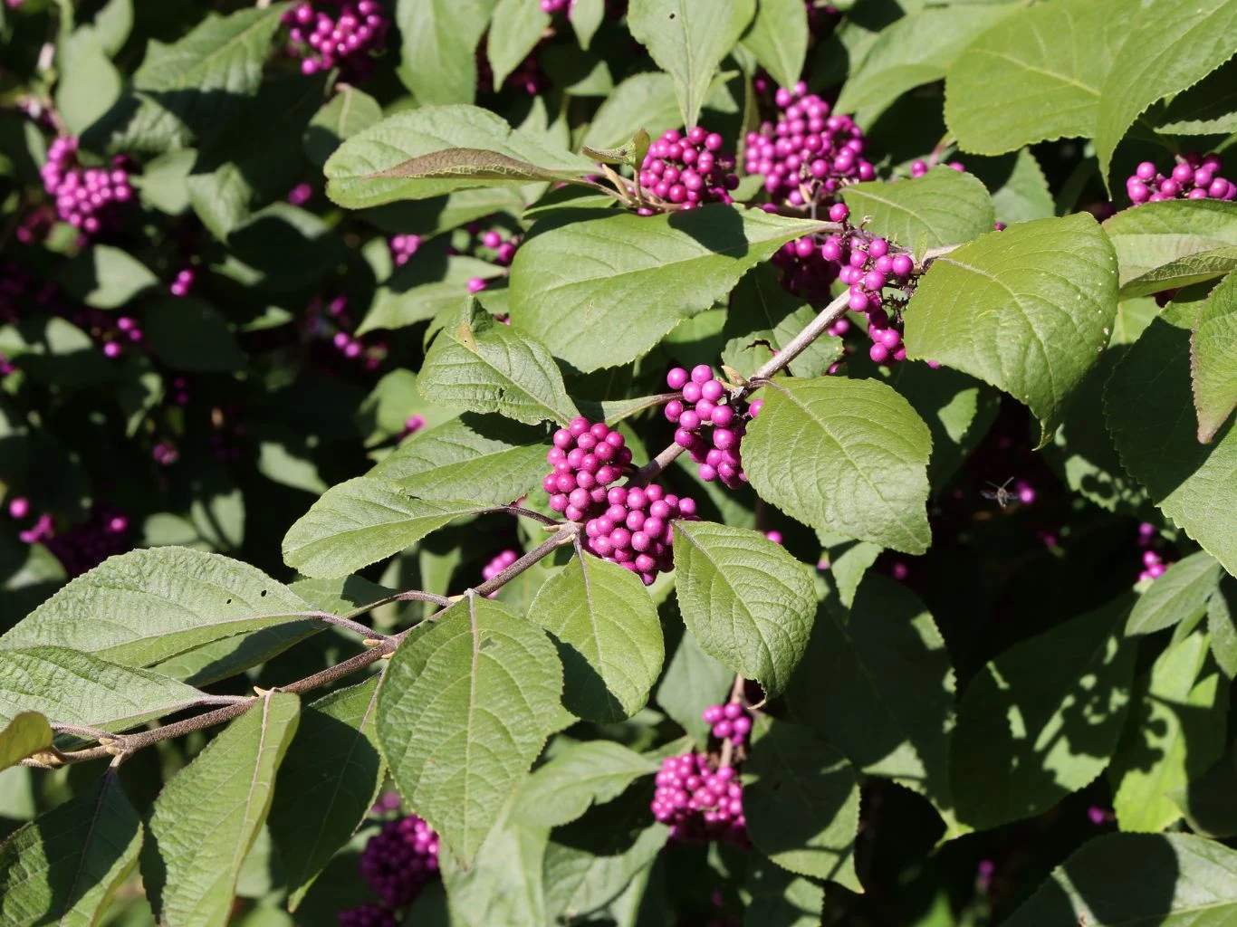 Gałązki pięknotki, krzewu z licznymi zielonymi liśćmi i gronami drobnych fioletowych owoców.