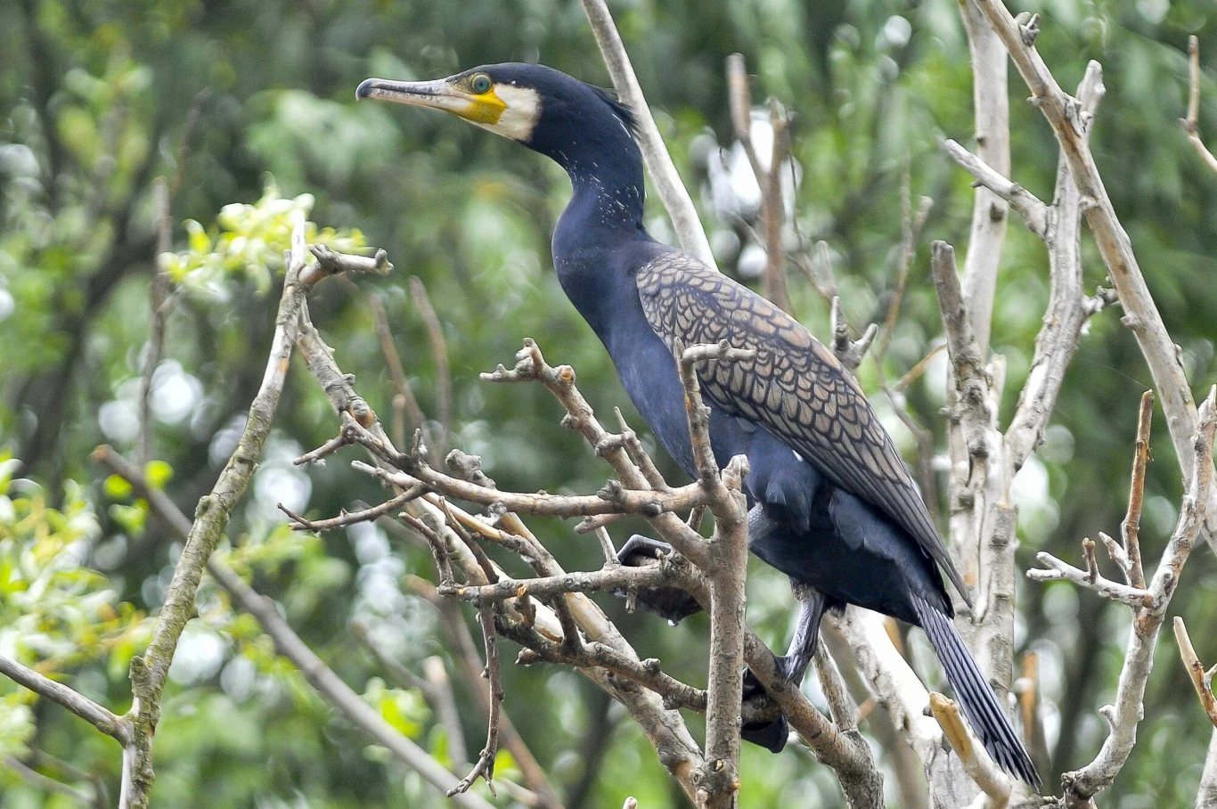 Wędkarze często traktują kormorany jako konkurentów, bo – podobnie jak oni - polują na ryby Wędkarze często traktują kormorany jako konkurentów, bo – podobnie jak oni - polują na ryby