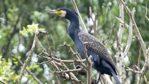 Wędkarze często traktują kormorany jako konkurentów, bo – podobnie jak oni - polują na ryby