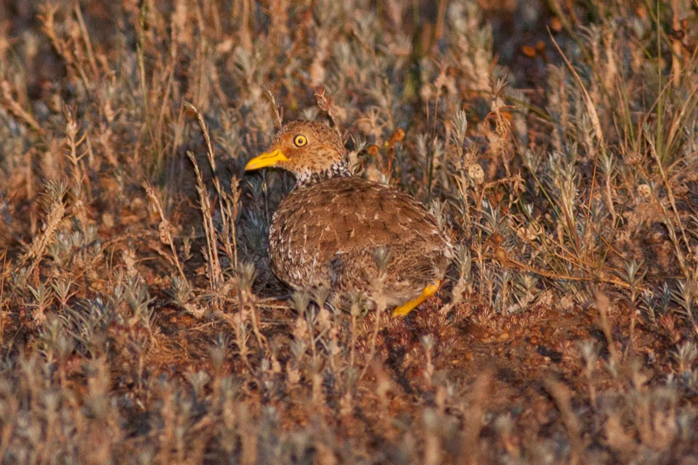 Ptak o brązowym upierzeniu i żółtym dziobie siedzący wśród traw na suchym podłożu, dobrze wtapiający się w otoczenie dzięki maskującym barwom.
