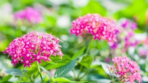 Jakie wymagania ma piątak lancetowaty? Dlaczego jest lepszy od hortensji?