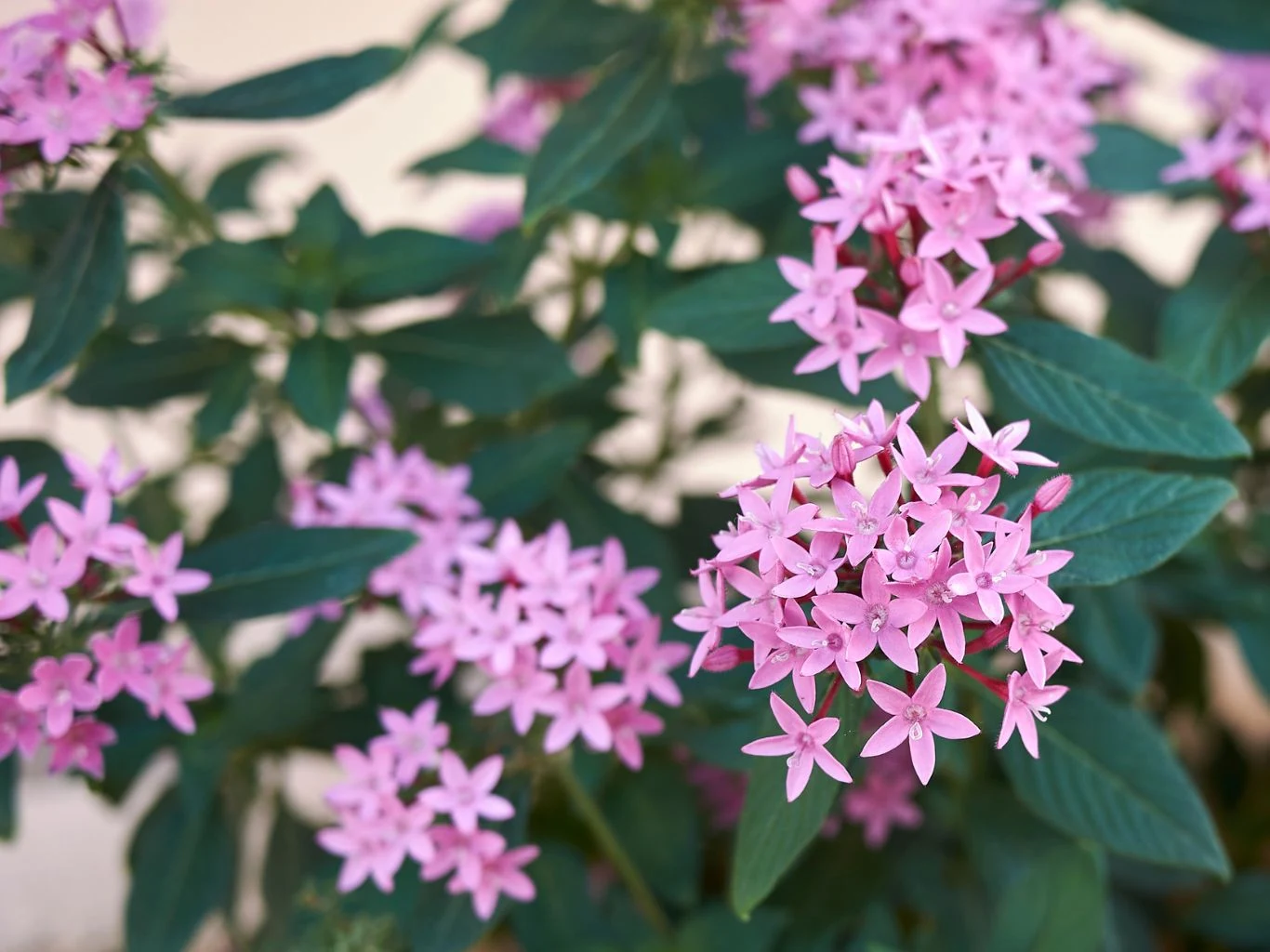 Piątak lancetowaty najczęściej jest uprawiany w donicy, jednak można sadzić go także w gruncie. Jasnoróżowe kwiaty piątaka lancetowatego, otoczone ciemnozielonymi liśćmi.
