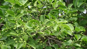 Ta roślina wkrótce będzie zakazana. Wciąż rośnie w wielu polskich ogrodach