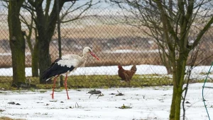 Wszystko wskazuje na to, że na wiosnę musimy jeszcze chwilę poczekać