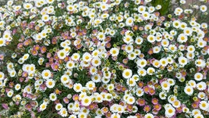 Burza kwiatów od maja do października. Koniecznie posadź u siebie