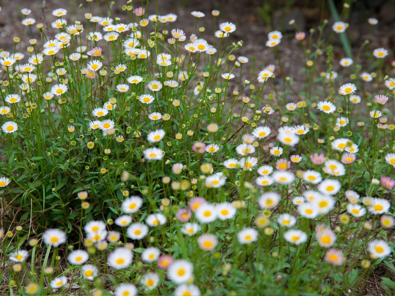 Przymiotno Karwińskiego (Erigeron karvinskianus) obficie kwitnie.