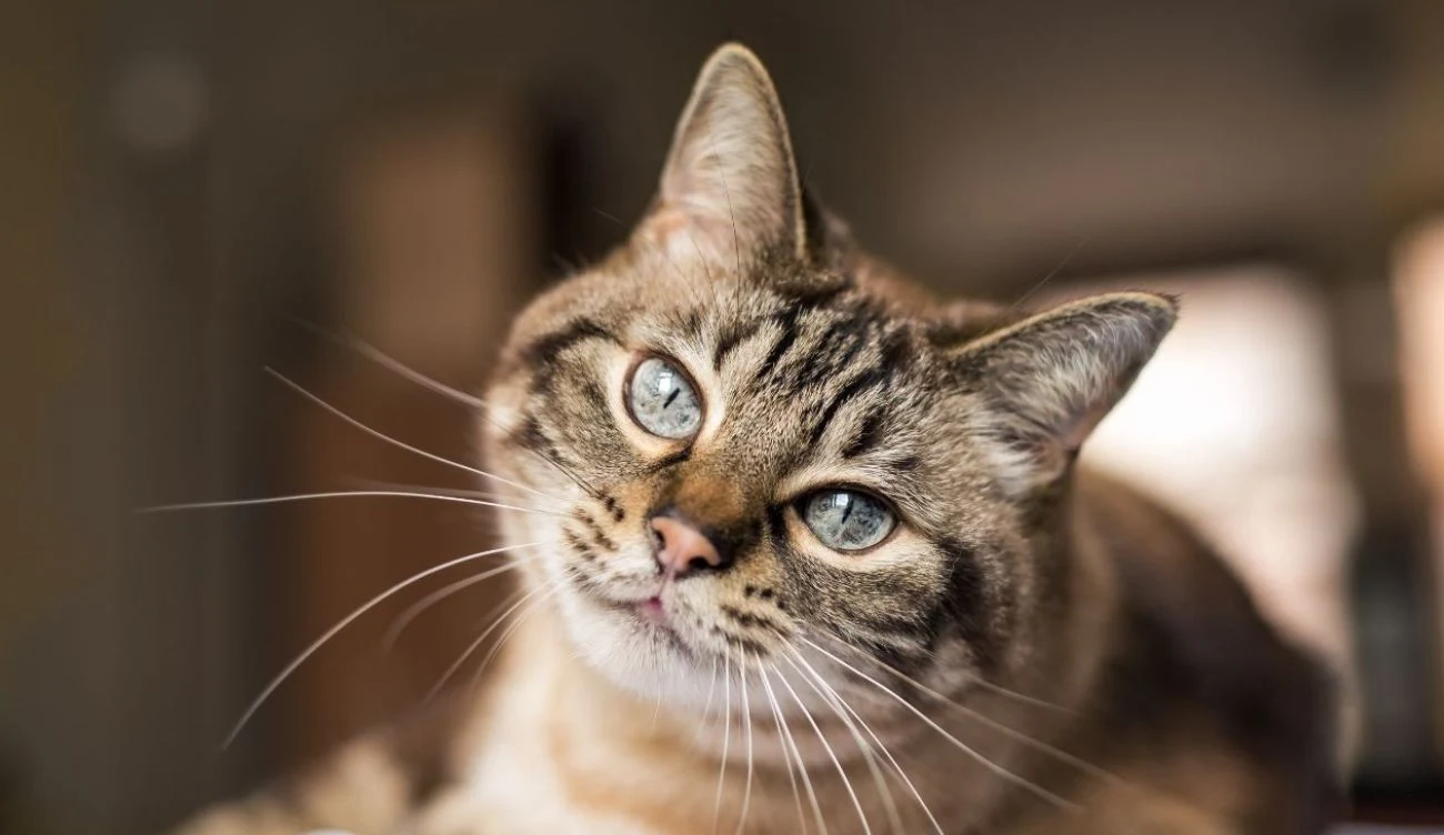 Zwierzęta widzą świat inaczej, co wynika z różnic w budowie narządu wzroku. Kot o jasnym, pręgowanym futrze z zielonymi oczami, skierowany lekko bokiem do obiektywu, w spokojnym, domowym otoczeniu. Najważniejszym elementem jest wyrazista twarz kota oraz jego wyraziste oczy.