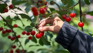 Podsyp wiosną czereśnie, a owoce będą duże i słodkie.