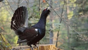 Te gatunki stronią od ludzi.