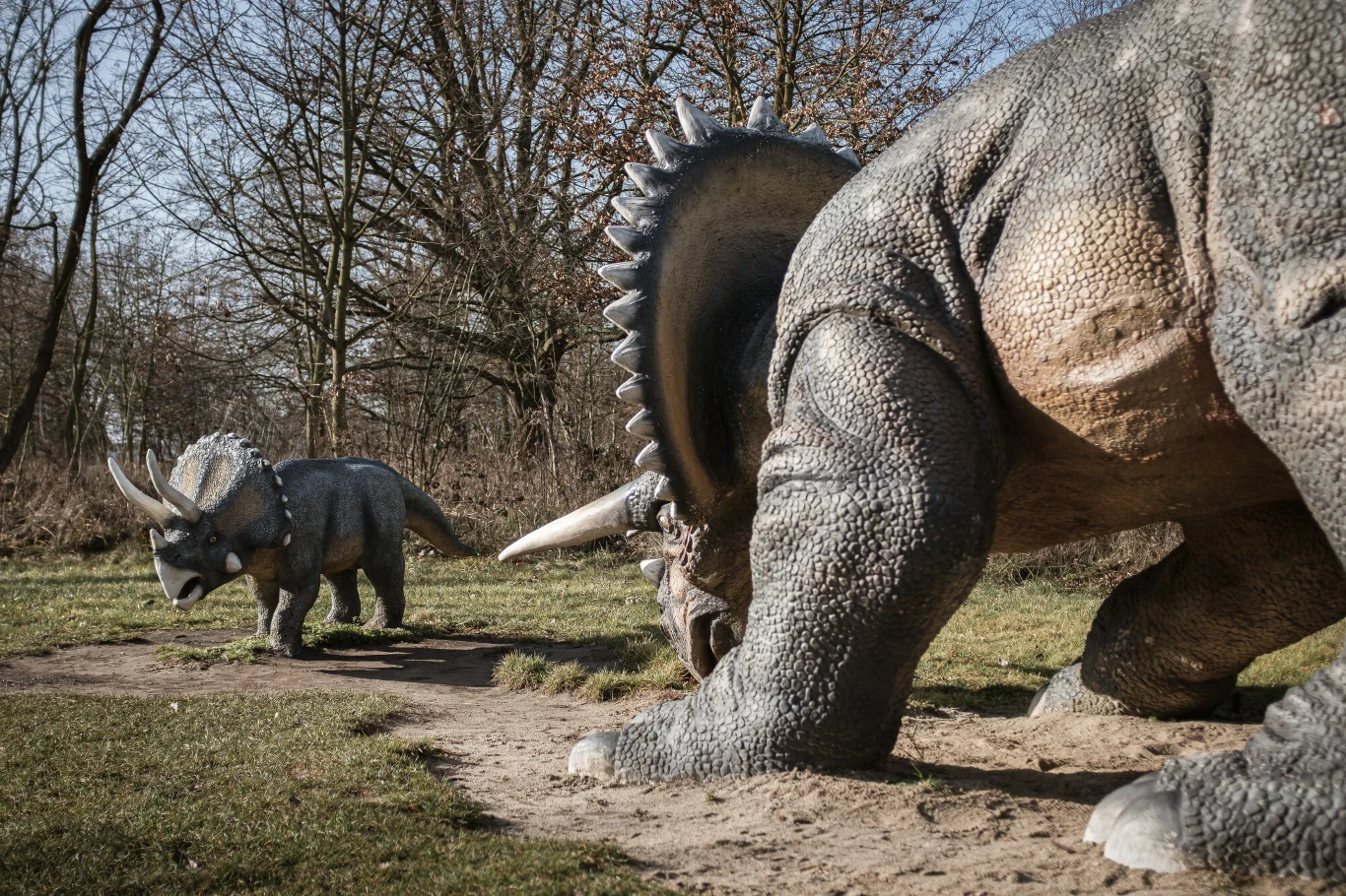 Triceratops jest jednym z najbardziej znanych i rozpoznawalnych dinozaurów Dwie realistyczne figury dinozaurów ustawione w naturalnym środowisku, triceratopsy otoczone gołymi drzewami i jasno oświetlone słońcem.
