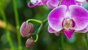 Genialna odżywka do storczyka. Będzie regularnie powtarzał kwitnienie