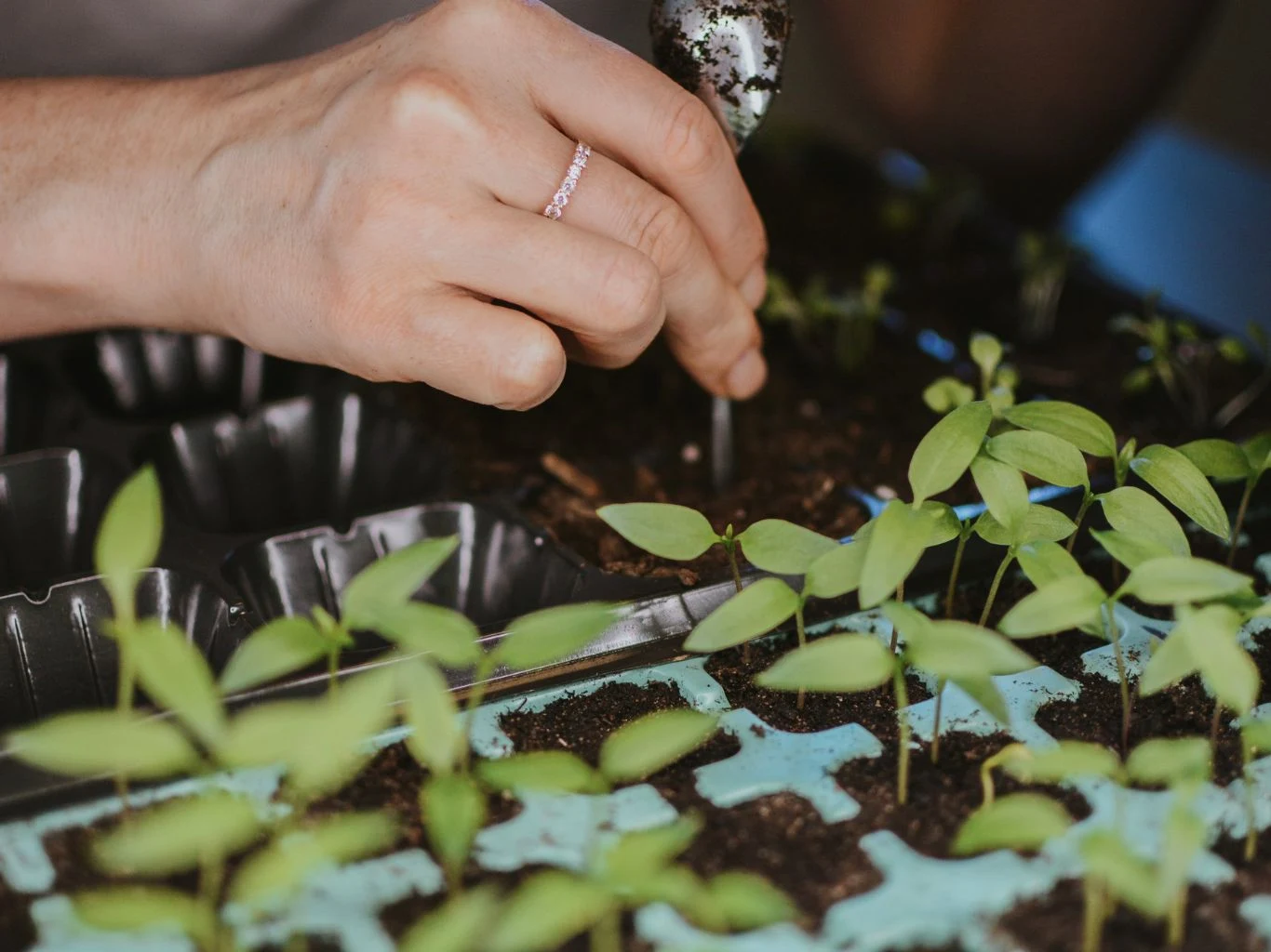 Co zrobić, żeby nasiona warzyw na rozsadę szybciej kiełkowały? Dłoń osoby sadzącej młode rośliny w doniczkach z ziemią, widoczne zielone sadzonki oraz plastikowa taca z miejscami na rozsady.