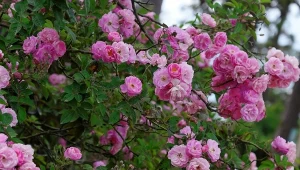 Najpiękniejsze róże pnące do ogrodu. Kwitną całe lato i pachną rajsko