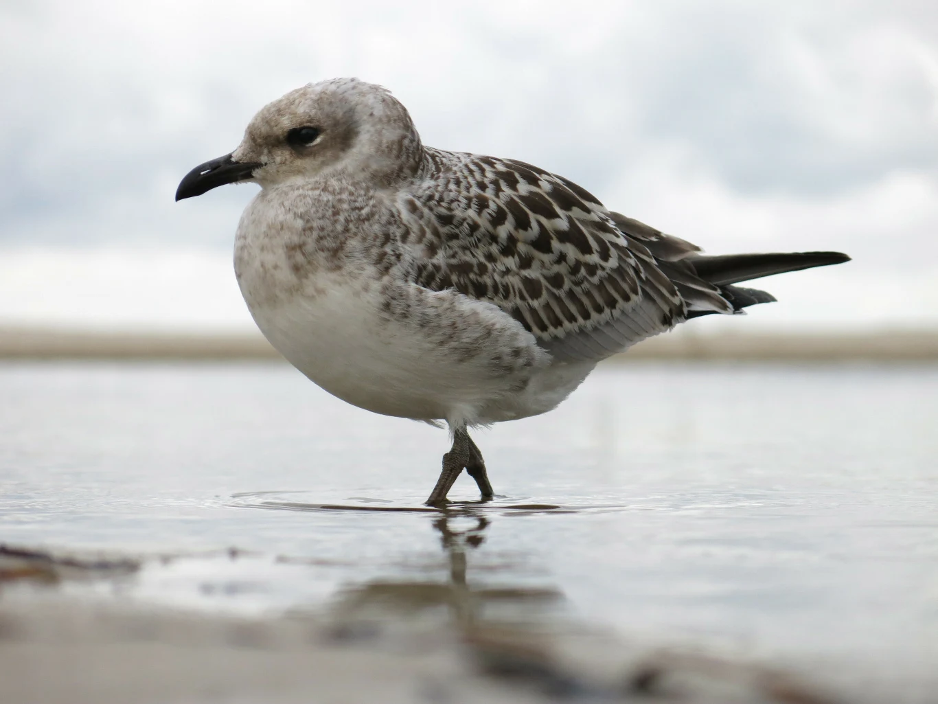 Specjalną uwagę ornitologów przykuła w Opolu obecność mewy siodłatej