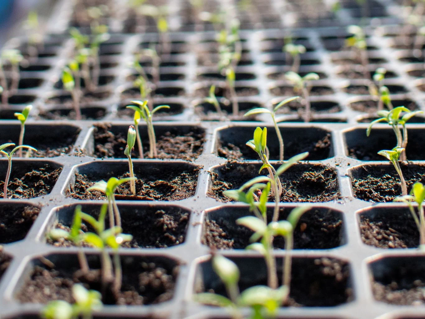 Na czym polega siew pomidorów na "ciepłej glebie"? Rzędy małych sadzonek pomidorów w plastikowych tackach ogrodniczych.