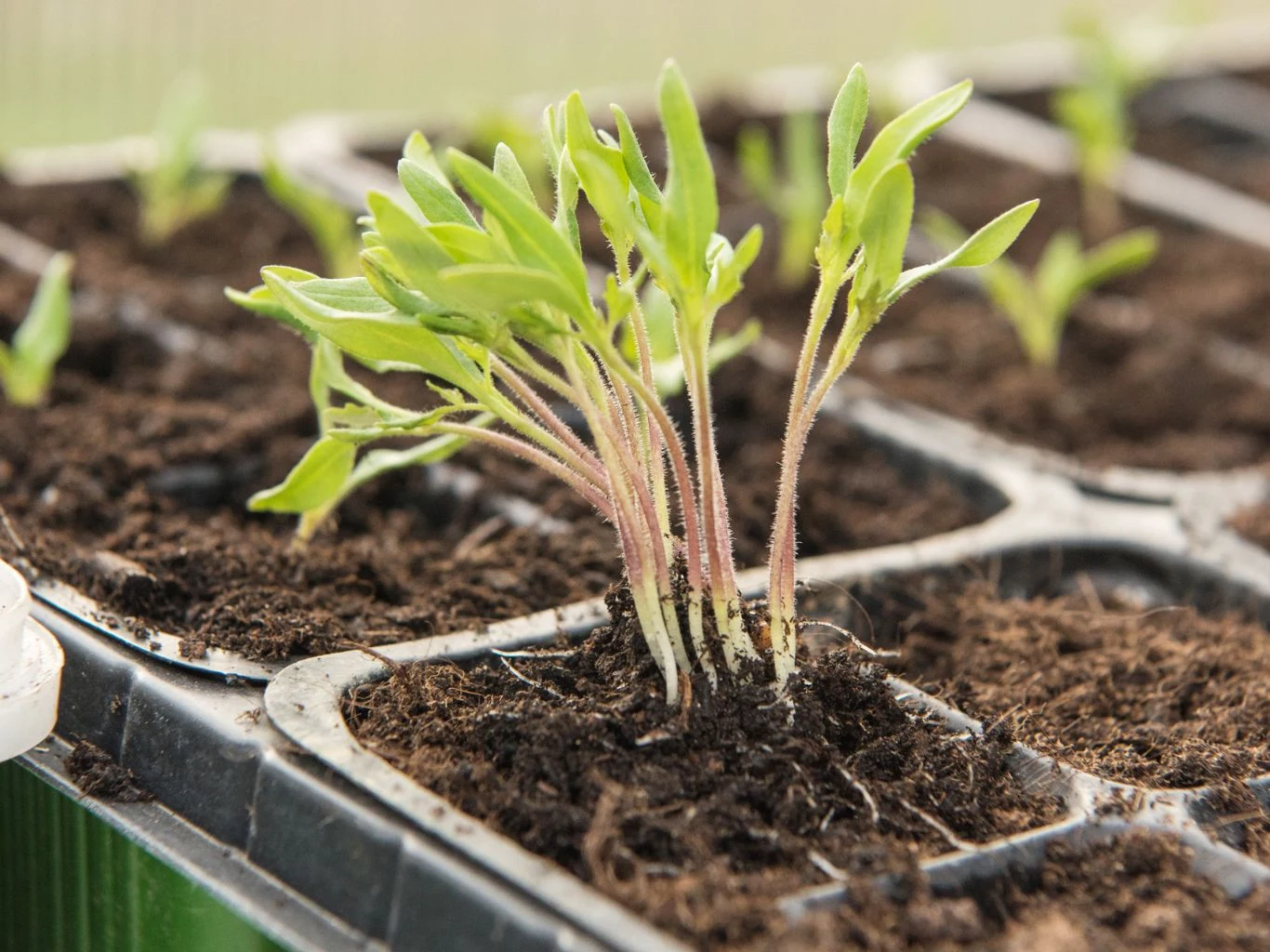 Sterylne podłoże jest podstawą zdrowego wzrostu siewek pomidora, są wtedy szybciej gotowe na pikowanie do większych doniczek. Siewki pomidora gotowe na pikowanie do większych doniczek.