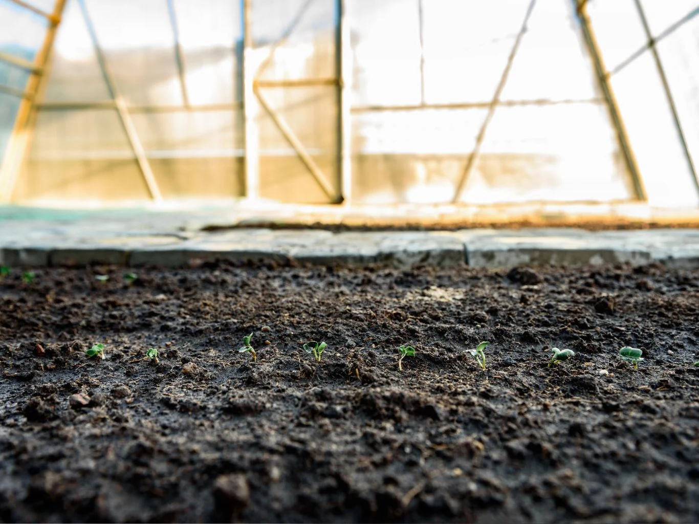 Szereg młodych sadzonek wyrastających z wilgotnej, ciemnej ziemi w szklarni, przez którą wpada rozproszone światło słoneczne.