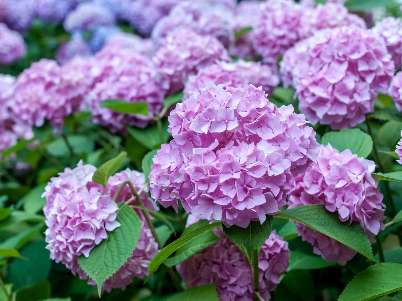 Jeśli chcesz zmienić kolor hortensji, działaj już w lutym Różowe kwiatostany hortensji otoczone soczysto zielonymi liśćmi.