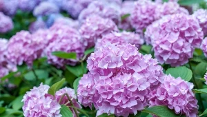 Jak zmienić kolor hortensji? Rozsyp pod krzewami w lutym