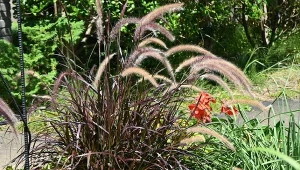 Szybko osiąga imponujące rozmiary. Do tego jest prościutka w uprawie