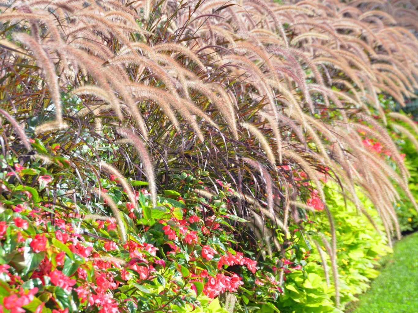 Rozplenica słoniowa 'Vertigo' może stanowić dominantę w kompozycjach rabatowych. Kolorowe kwiaty i ozdobne trawy tworzące efektowną kompozycję ogrodową, z dominacją wysokich, puszystych kłosów oraz intensywnie zielonych i czerwonych liści.