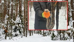 Egzotyczny gad na Mazowszu. Tajemnicze znalezisko na skraju lasu