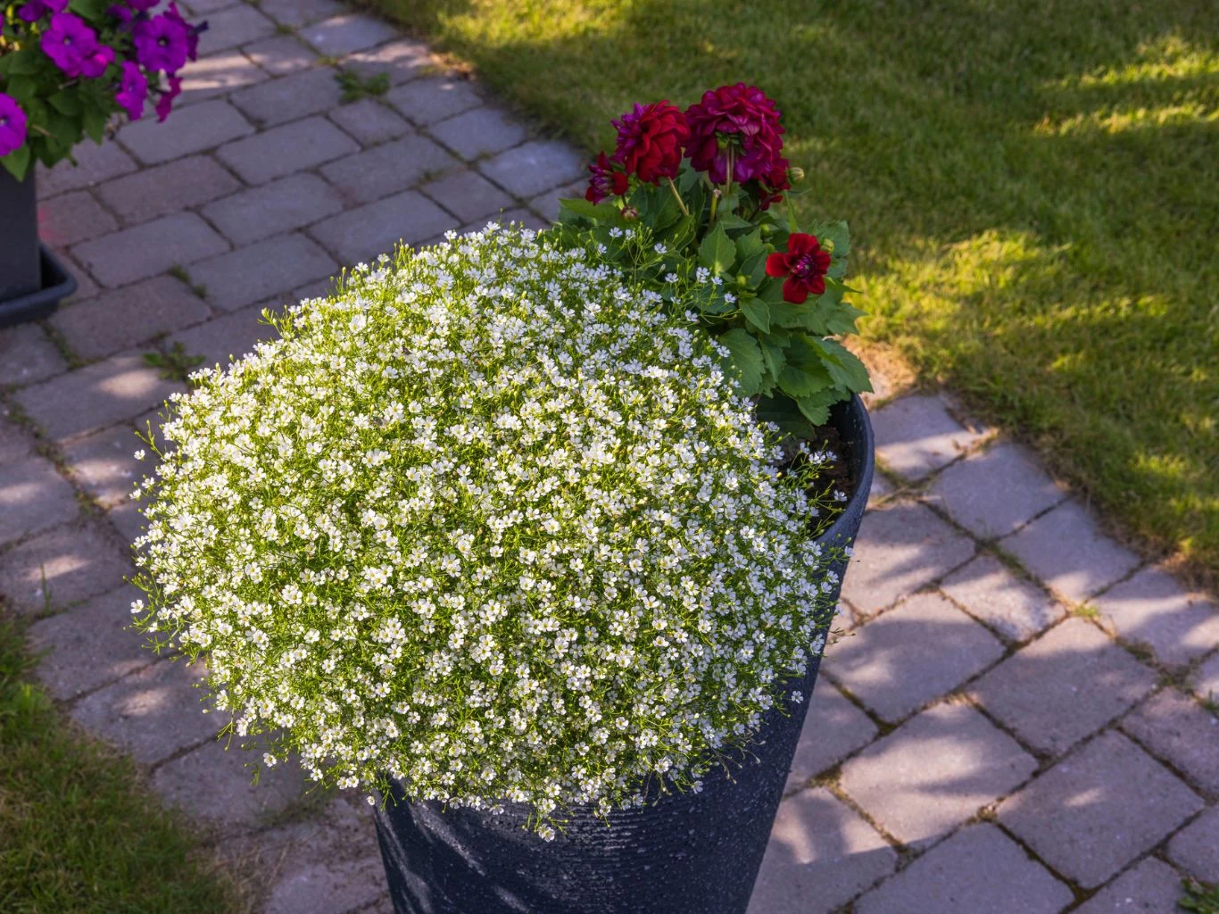 Kwitnąca biała gipsówka w dużej donicy ogrodowej, obok której rosną ciemnoczerwone pelargonie, ustawiona na brukowanym chodniku, wokół zadbany zielony trawnik.