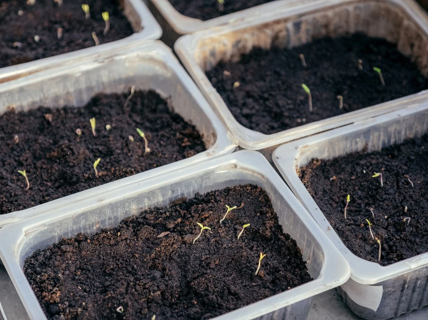 Plastikowe pojemniki wypełnione wilgotną ziemią, w których wykiełkowały młode, zielone siewki rozłożone nieregularnie po powierzchni podłoża.