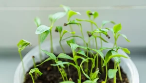 Podsyp pomidory specjalną mieszanką, a urosną grube i zdrowe.