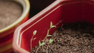 Czy ziemię z kretowiska można wykorzystać do wysiewu rozsady?