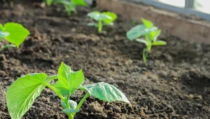 Najlepsze odmiany ogórków gładkich. Plenne i odporne na choroby