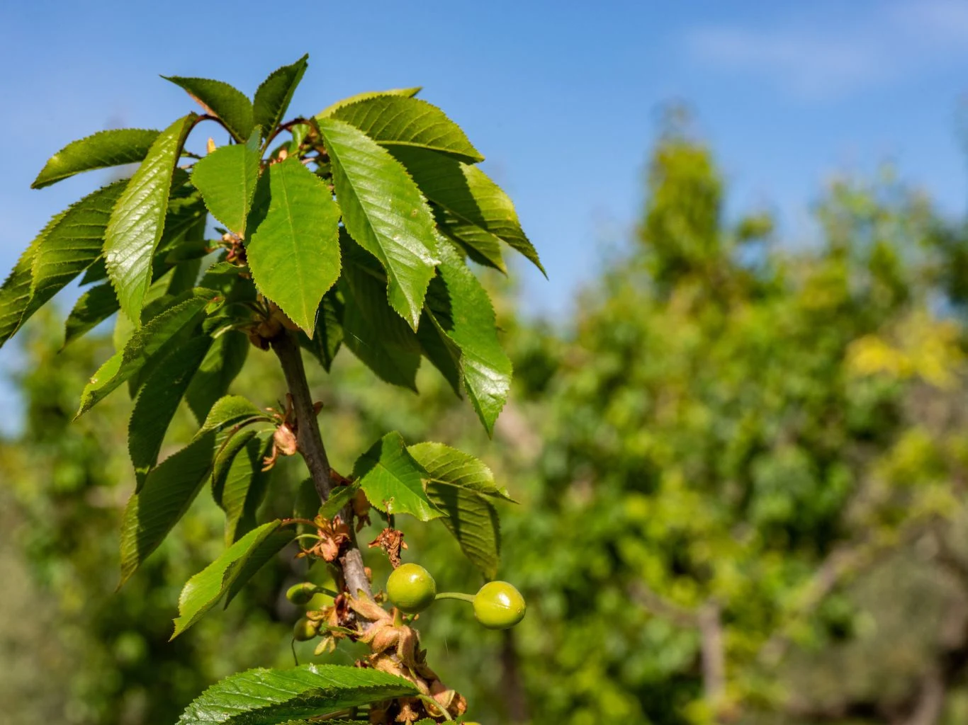 Gałąź drzewa z zielonymi liśćmi i kilkoma niedojrzałymi, zielonymi owocami na tle rozmytego, słonecznego ogrodu i nieba.