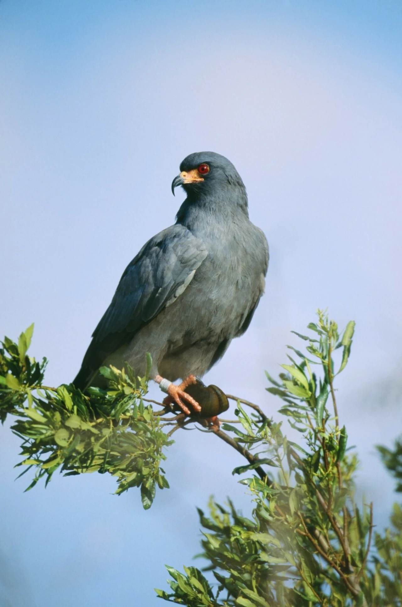 Ciemnoszary ptak drapieżny o czerwonych oczach siedzi na zielonej gałęzi, wokół wyraźne liście, w tle błękitne niebo.