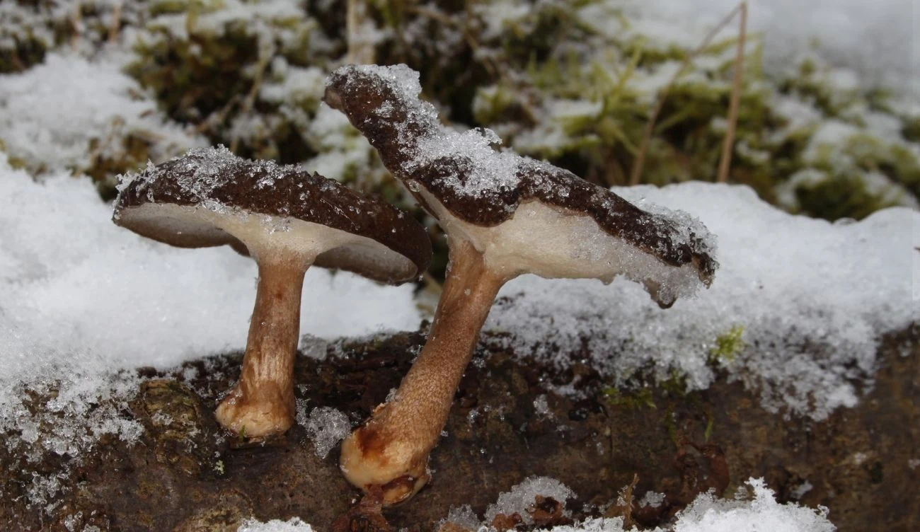 Twardziak zimowy jest niejadalnym grzybem zimowym Dwa brązowe grzyby z białym nalotem śniegu rosnące na wilgotnym pniu pokrytym mchem w zimowym lesie.