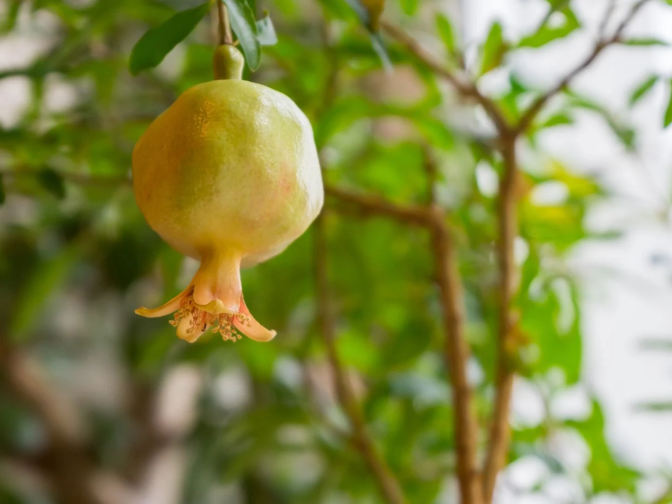 Jak wyhodować granat z pestki krok po kroku. Owoc granatu rosnący na gałęzi, otoczony zielonymi liśćmi, z rozmytym tłem.