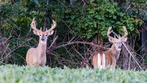 Mulaki białoogonowe to niezwykle pospolite jeleniowate Ameryki Północnej