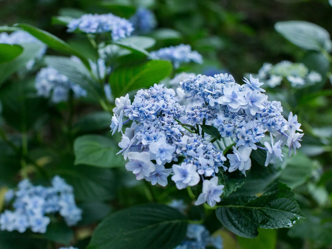 Jeśli chcesz zmienić kolor hortensji, działaj już w lutym. Jasnoniebieskie kwiaty hortensji otoczone zielonymi liśćmi, kwitnące w ogrodzie. Tło rozmyte, eksponuje kwiatostany na pierwszym planie.