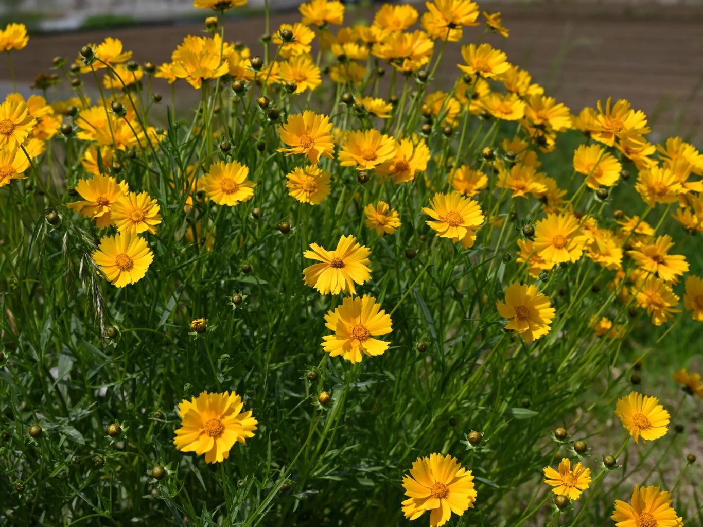 Nachyłek (Coreopsis) kwitnący na żółto.