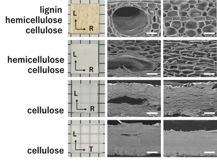Obróbka alkaliami sprawia, że drewno pozbawione ligniny staje się przezroczyste Porównanie próbek materiałów roślinnych pod względem zawartości ligniny, hemicelulozy i celulozy, ze zdjęciami mikroskopowymi ukazującymi ich mikrostrukturę w różnych kierunkach ułożenia włókien.