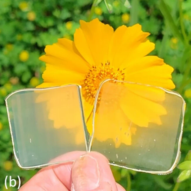 Przezroczyste kompozyty drewniane z przekroju promieniowego (po lewej) i przekroju stycznego (po prawej). Przezroczyste płytki o lekko matowym wykończeniu trzymane palcami przed żółtym kwiatem na zielonym tle.