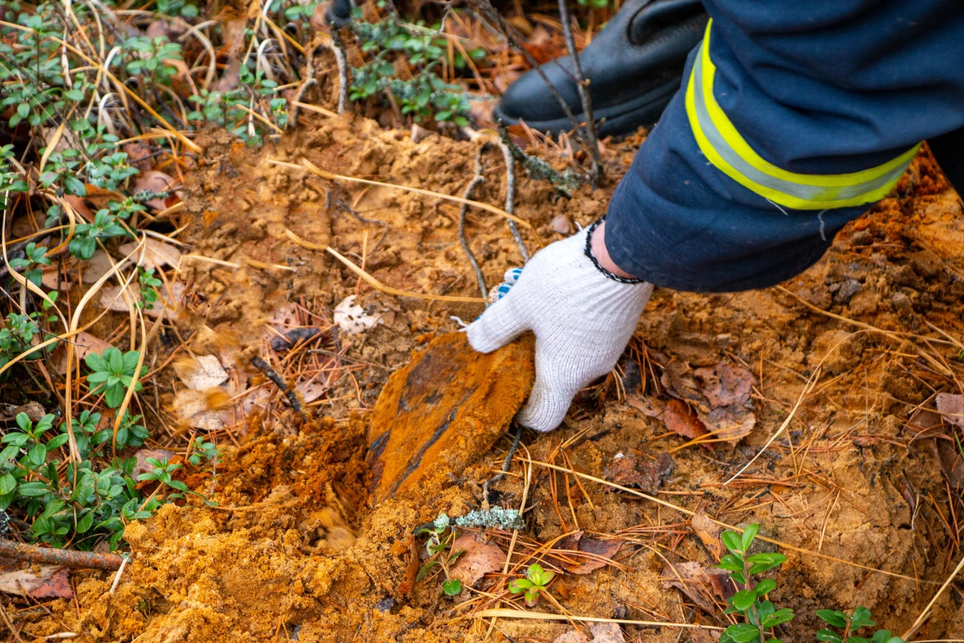 W lasach woj. zachodniopomorskiego odkryto średniowieczną broń i monety z XVII wieku. Zdjęcie poglądowe. Ręka w białej rękawicy wyciąga z ziemi zardzewiały przedmiot, przypominający niewybuch lub fragment amunicji, w otoczeniu wilgotnej ziemi i roślinności leśnej.
