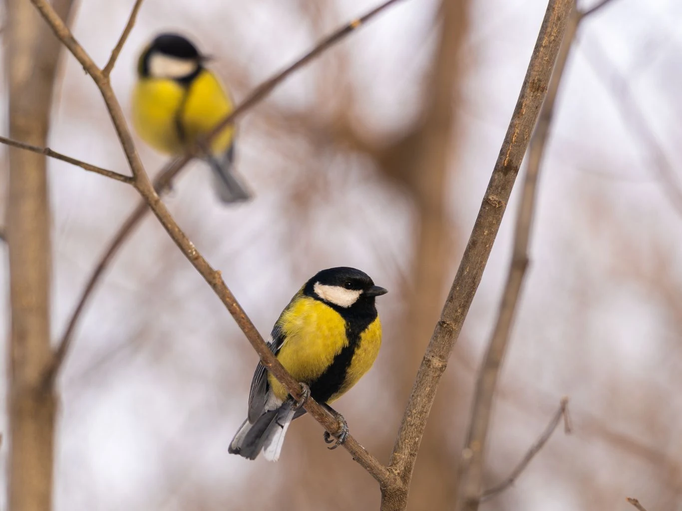 Kiedy, jak i dlaczego należy czyścić budki lęgowe dla ptaków w ogrodzie? Dwie sikorki bogatki siedzą na cienkich, bezlistnych gałązkach drzewa w ogrodzie.